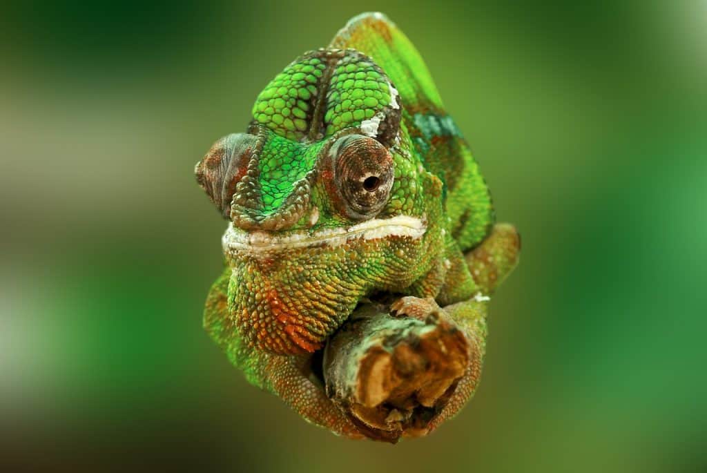 chameleon