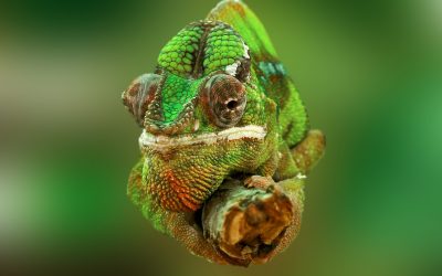 Locksmith Case Study: An intercom system, made adaptable as a chameleon
