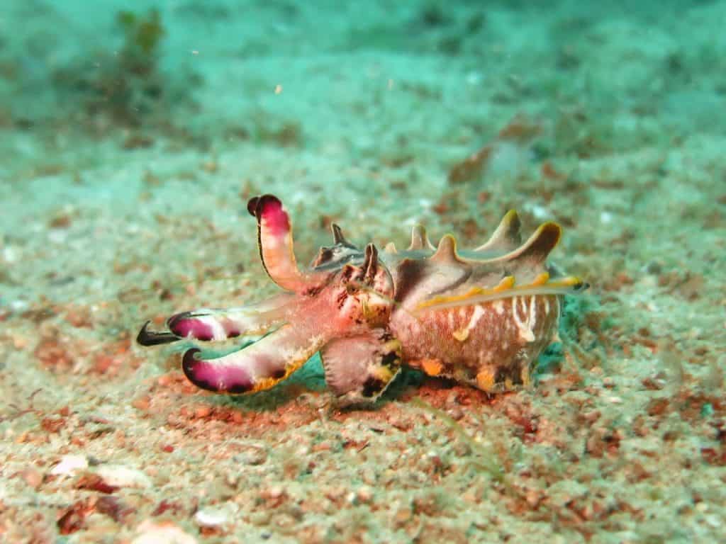 flamboyant cuttlefish
